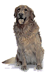 Les chiens